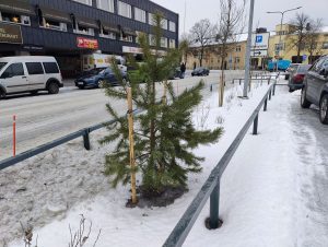 Kuusi parkkipaikan reunalla.