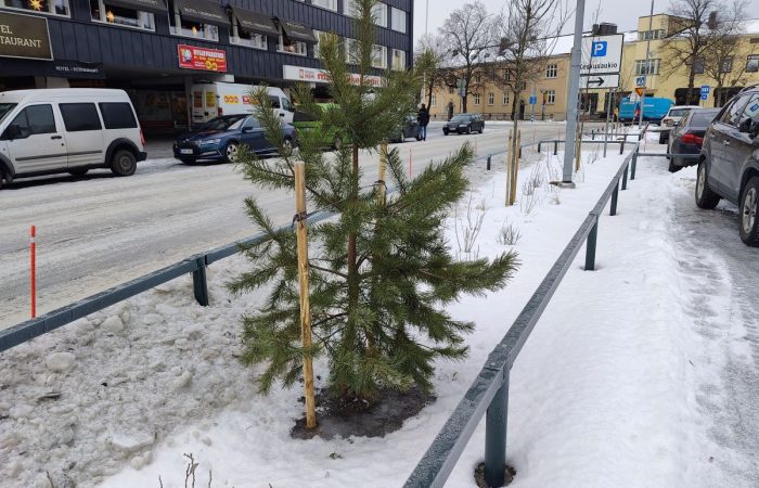 Kuusi parkkipaikan reunalla.