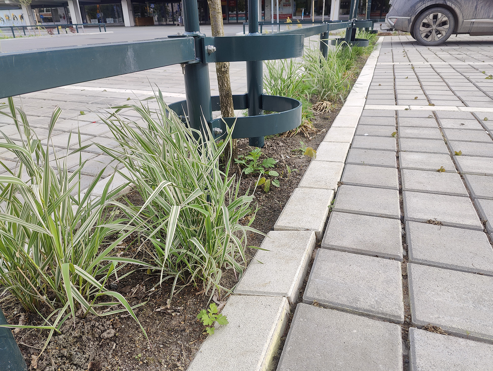 Close-up view of green plants at the edge of the parking lot.