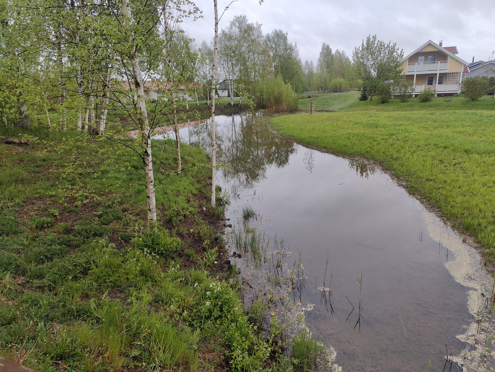 Pieni puro vihreässä ympäristössä, reunalla koivuja ja taustalla omakotitaloja sekä nurmialuetta.