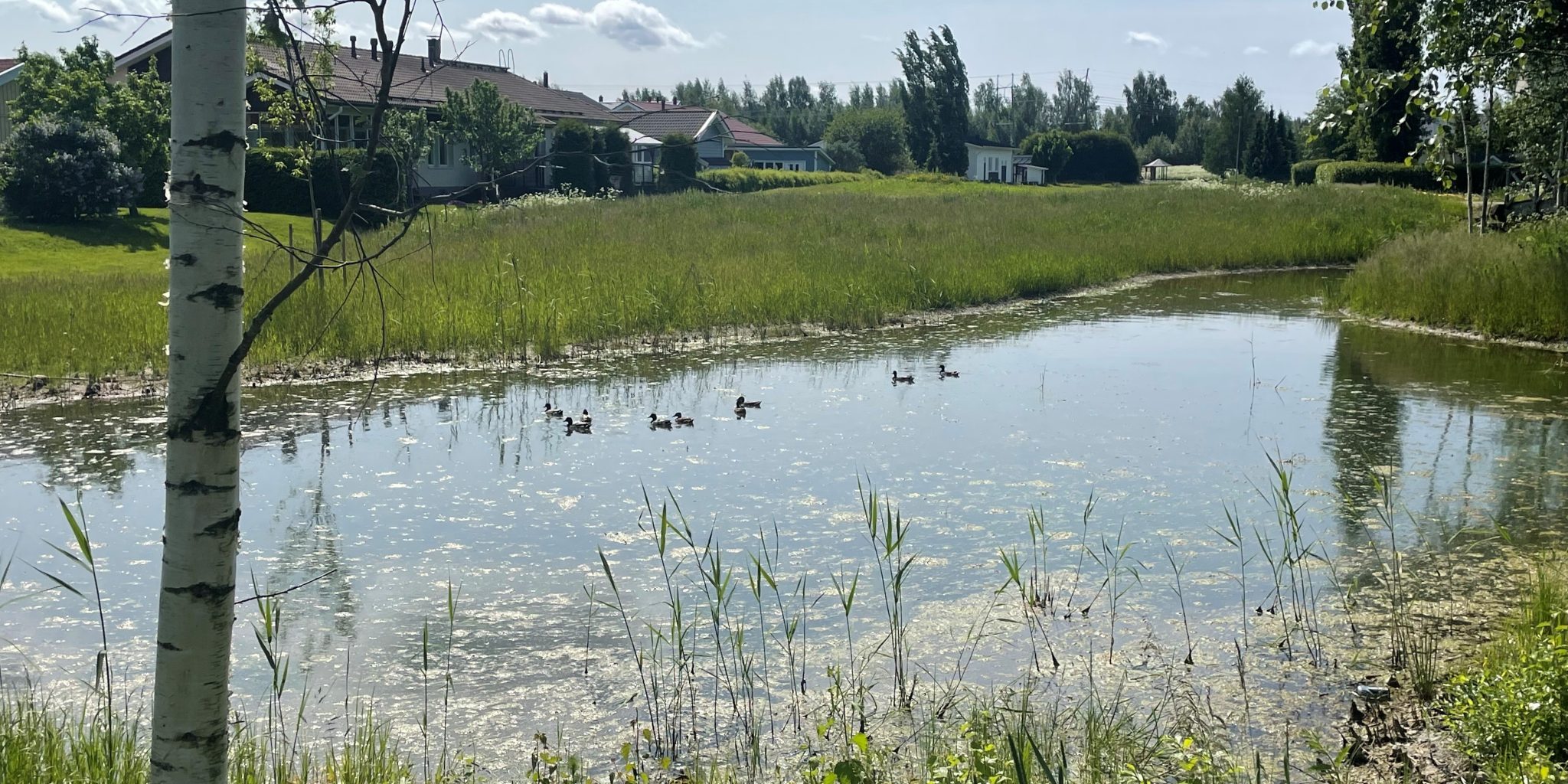 Kuva7 Kosteikko Ja Sorsat VS Kosteikolla vettä ja sorsia uimassa.